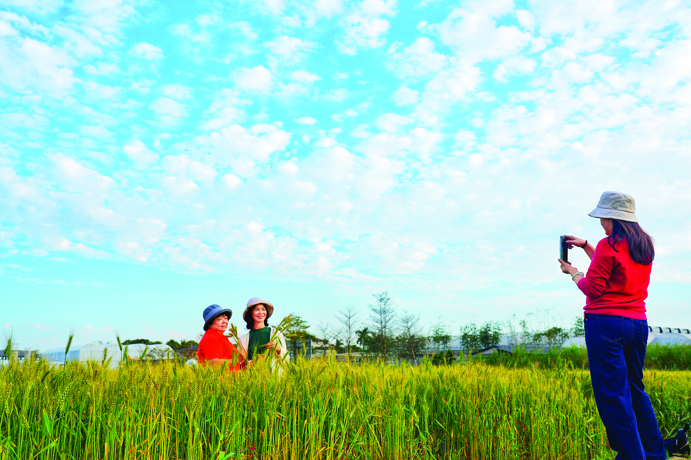     惠城区马安镇神农兰香谷成片麦田引客来。