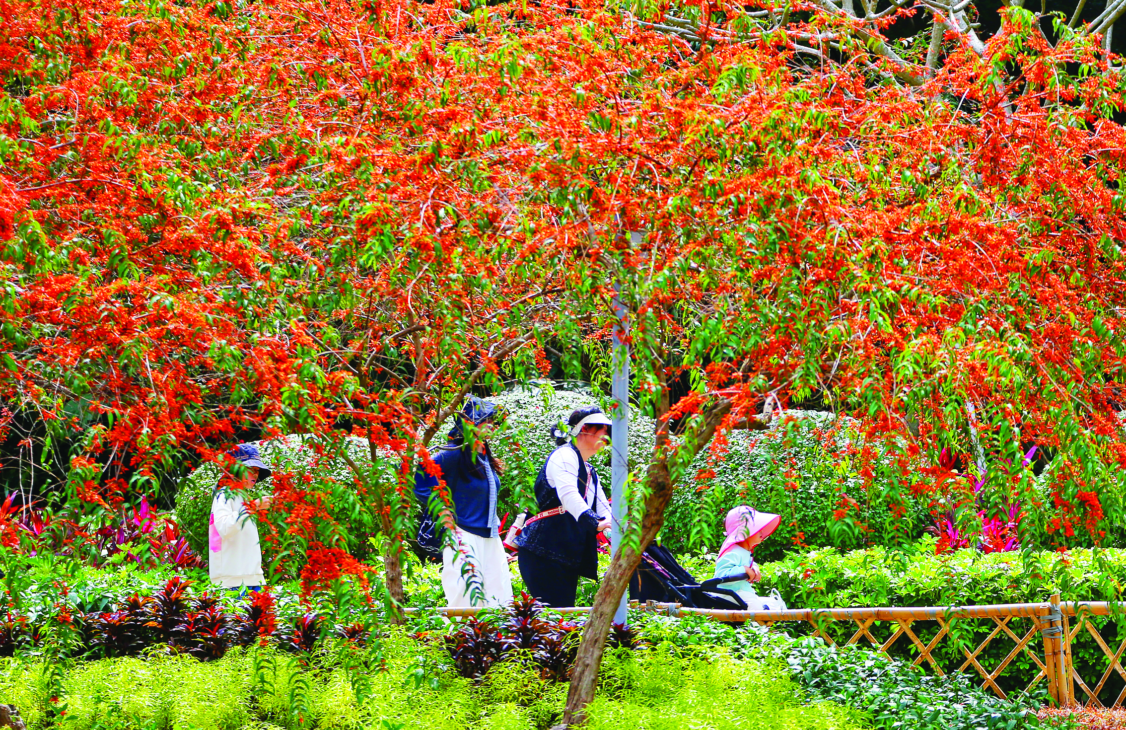     惠州植物园春意盎然。
