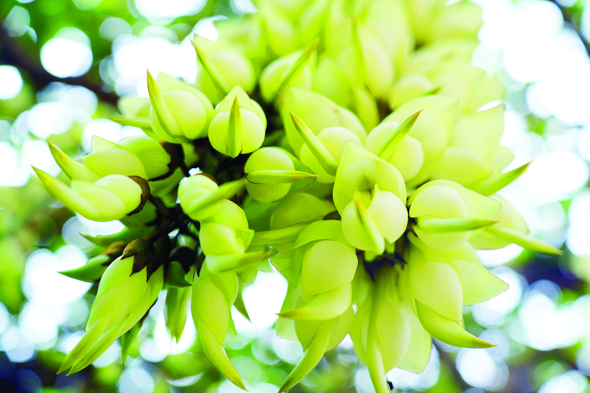     禾雀花明艳动人。