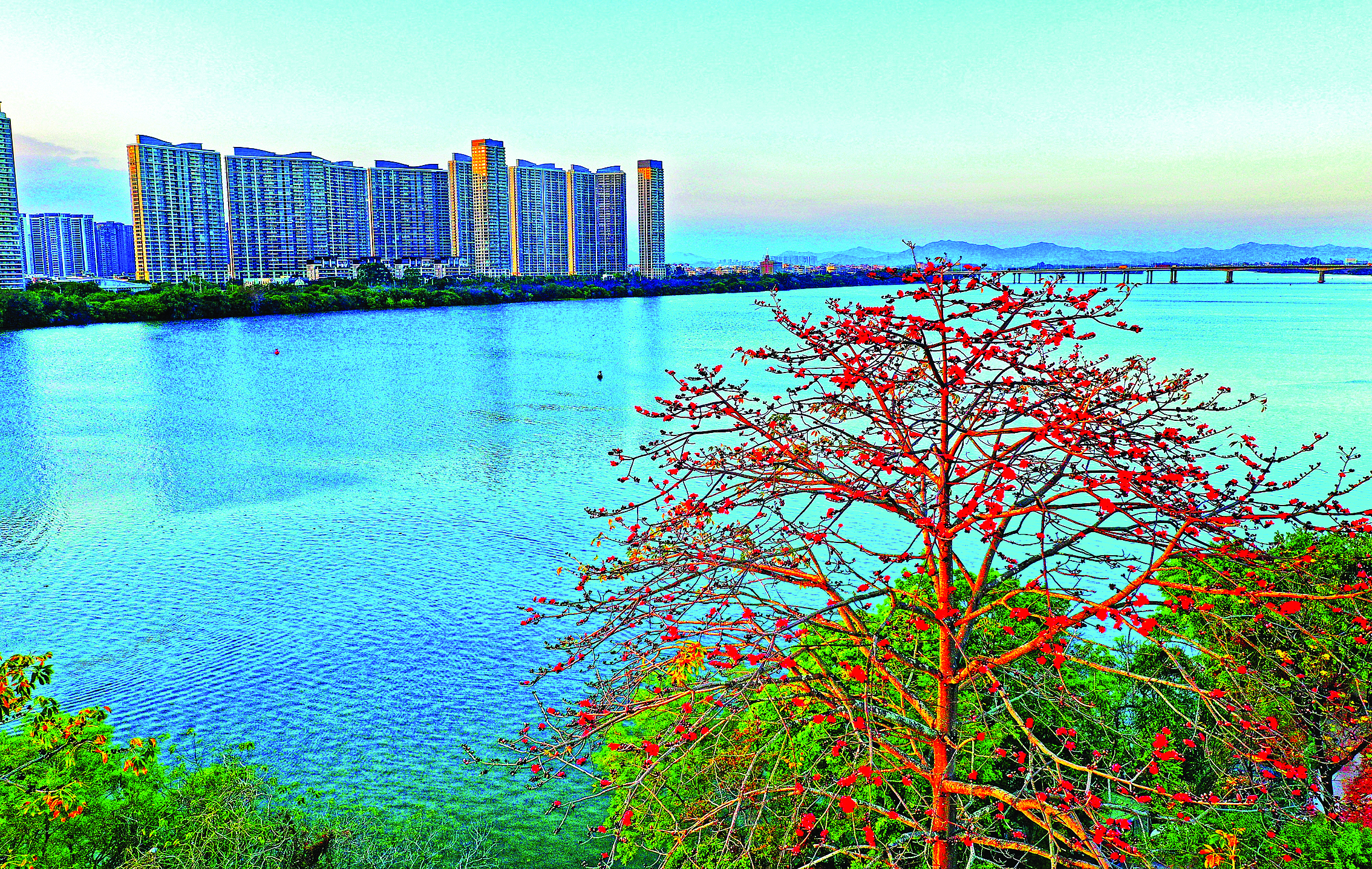     东江边的木棉花娇艳似火。