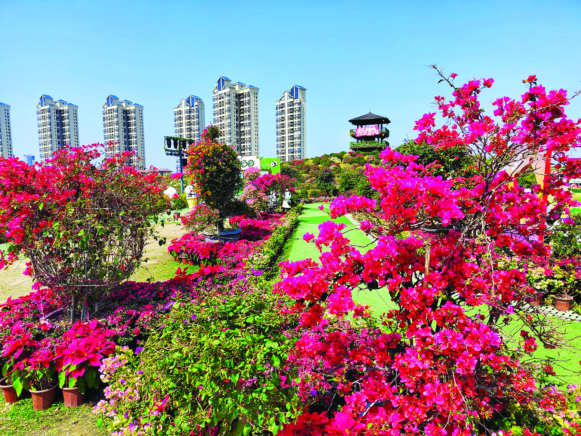    惠城区千花洲生态景区的三角梅绚丽夺目。