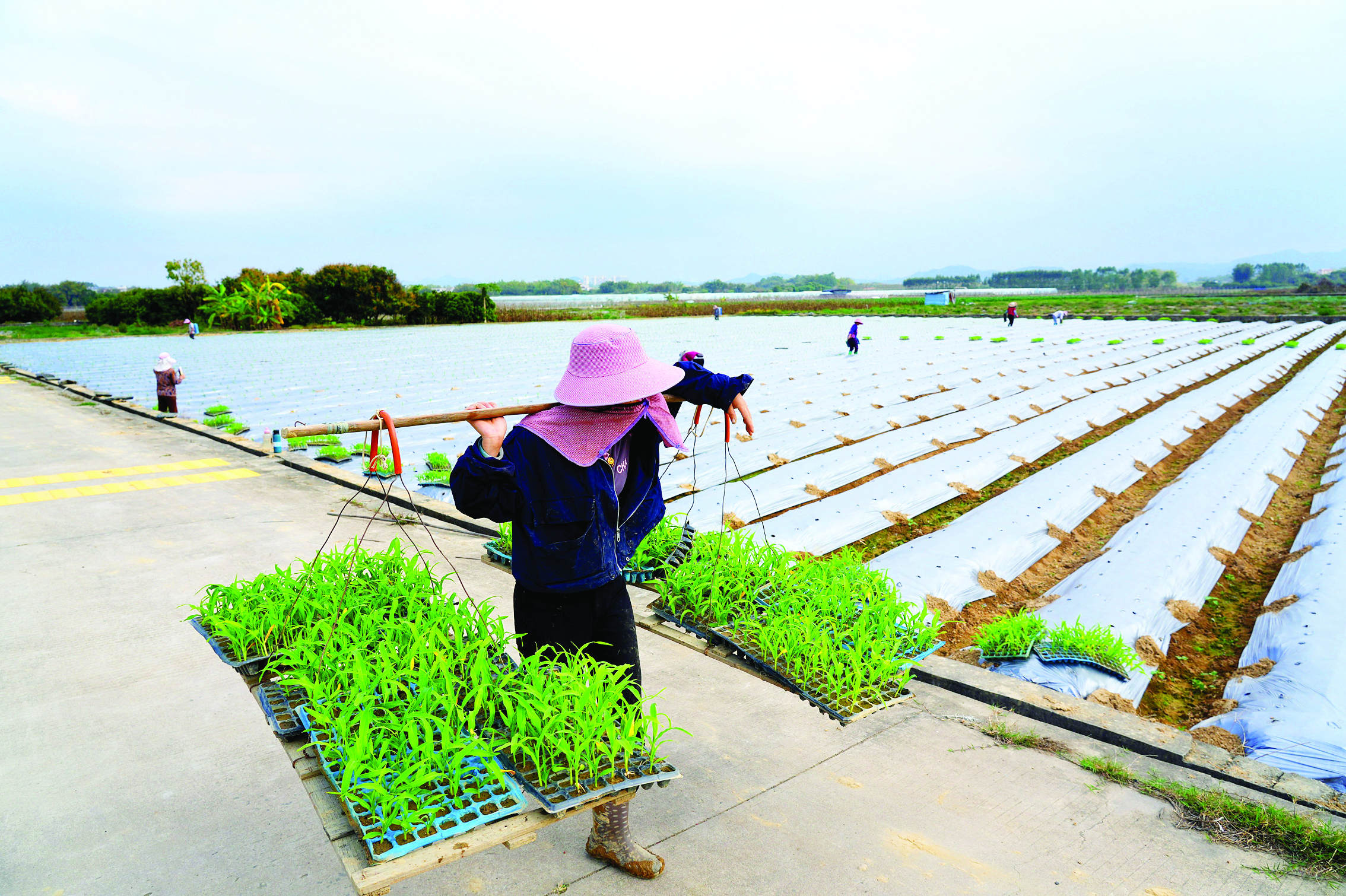     惠阳区良井镇田间地头一派繁忙。