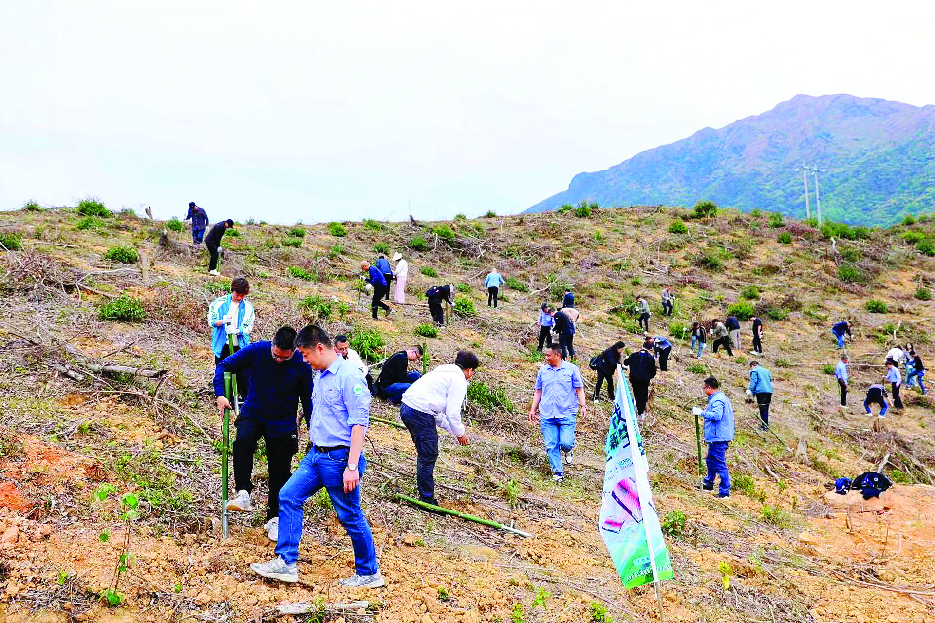     近百名参与者种下树苗。图片由金光集团APP提供