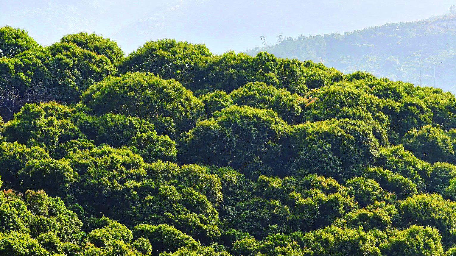     荔枝树枝头挂满花苞。惠州日报记者邱舒婷 摄