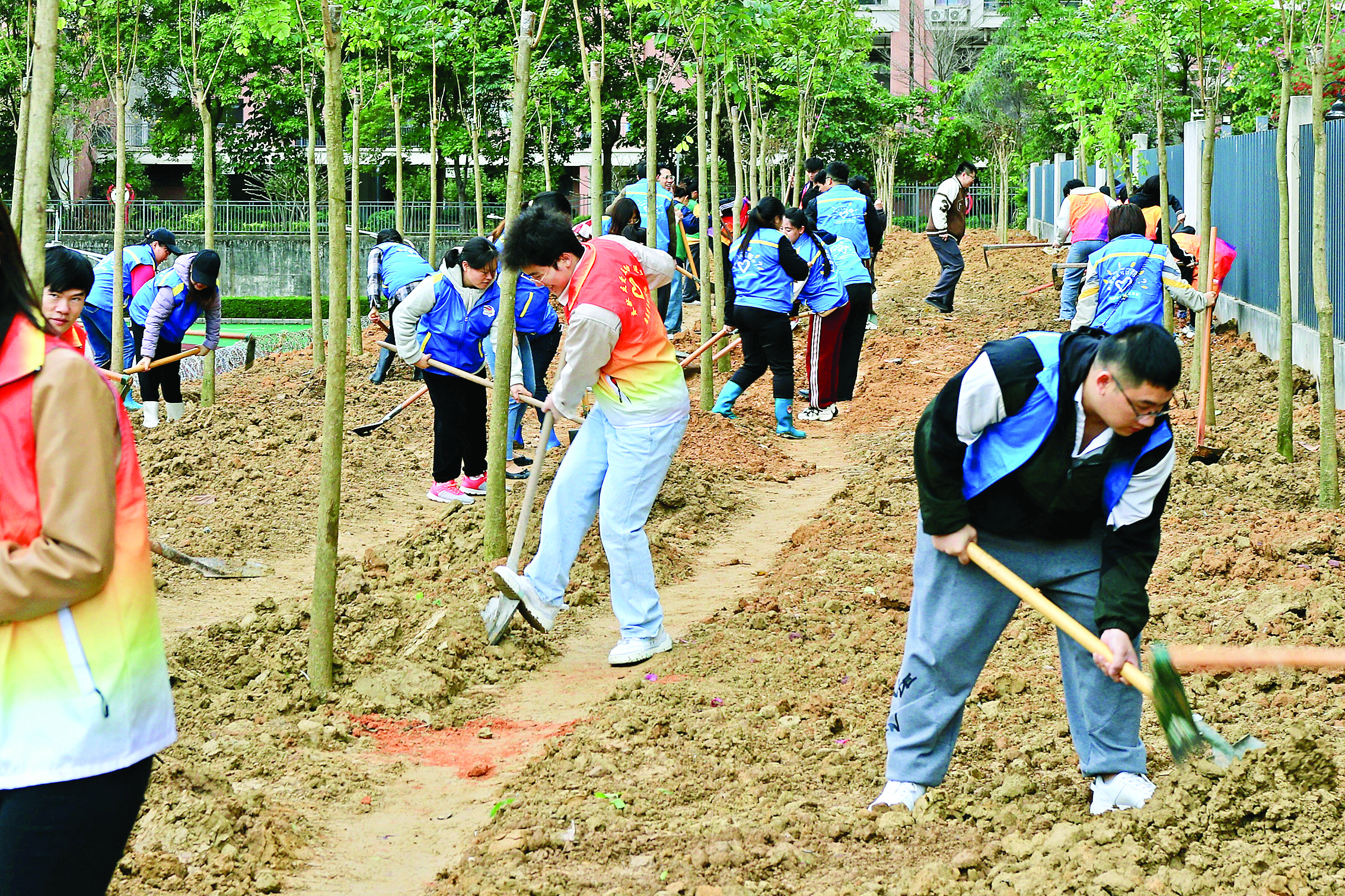     青年们挥锹培土，精心栽种树苗。惠州日报记者钟玮 摄