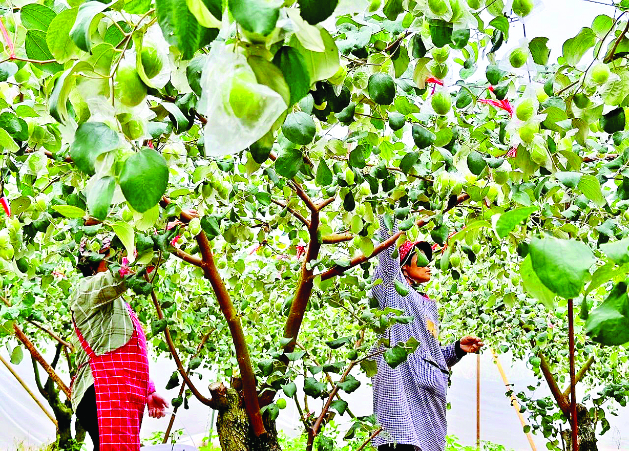     青枣种植园里，工人忙碌地采摘青枣。惠州日报记者黄宇翔 通讯员龙融心 摄