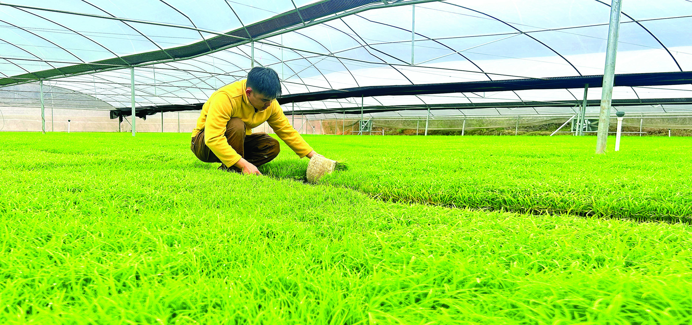     村干部查看水稻秧苗生长情况。惠州日报记者洪鹊儿 摄