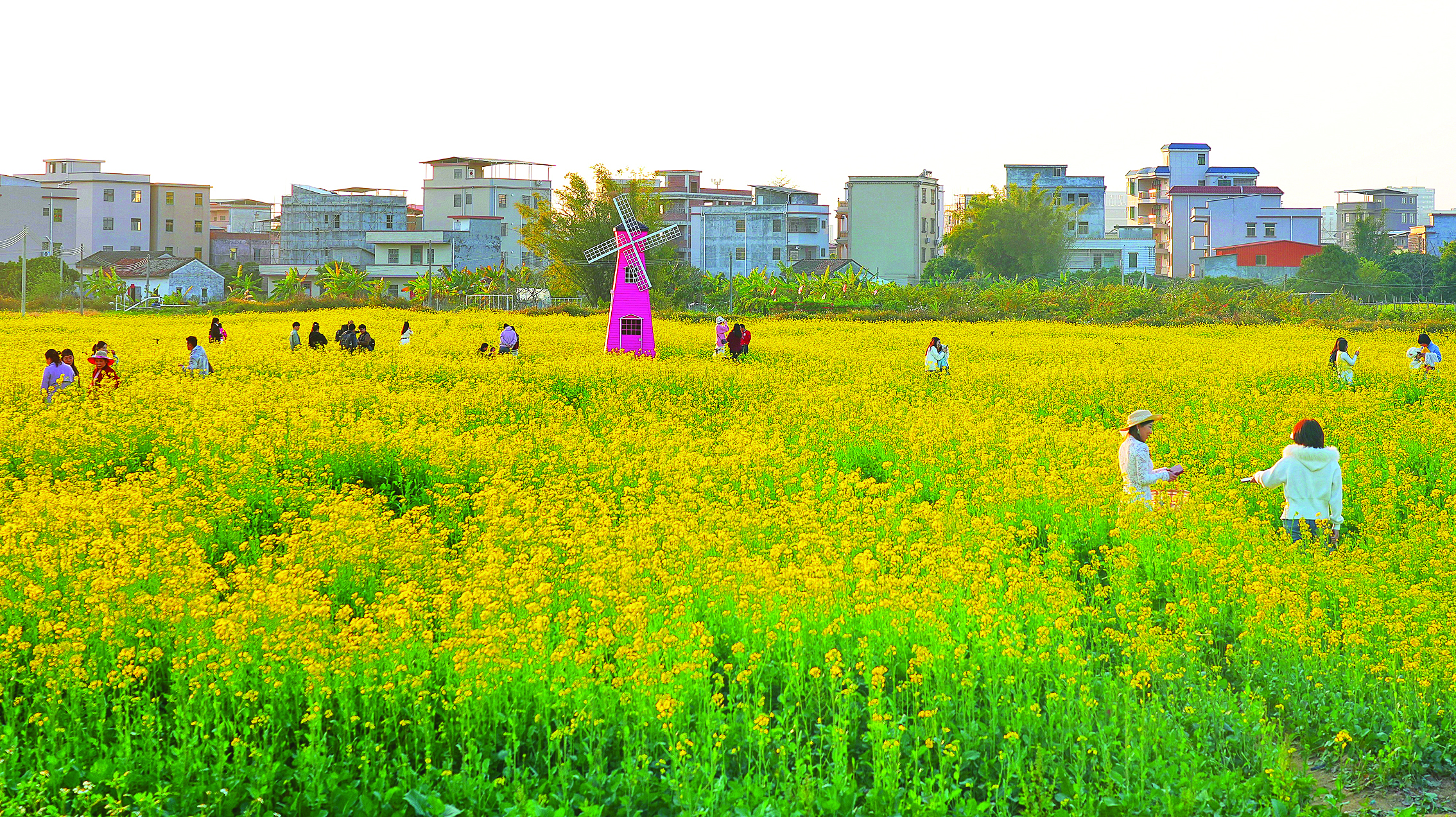     张村村油菜花海吸引众多市民打卡。 惠州日报记者朱金赞 摄