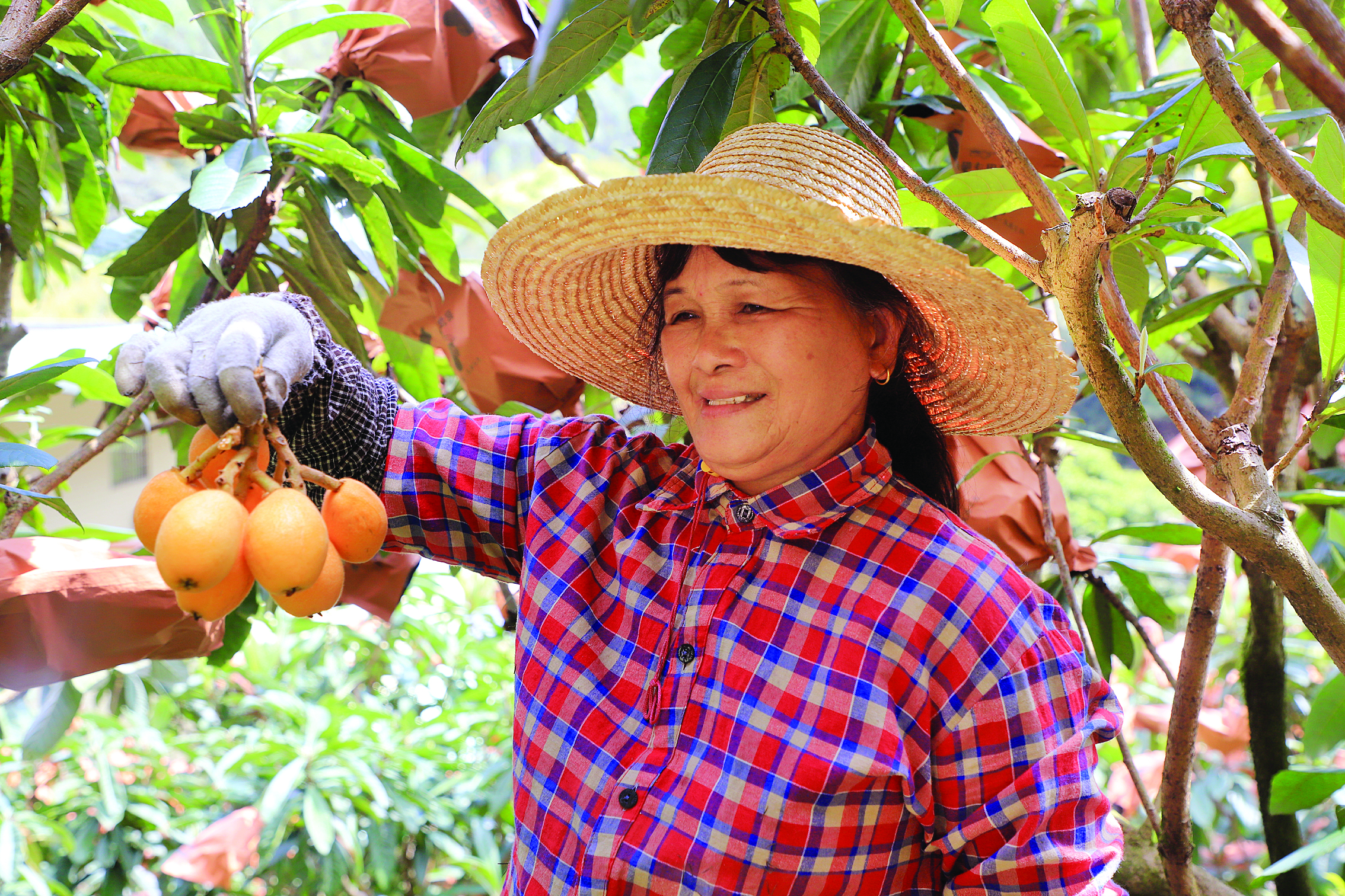     黄竹枇杷谷开园。