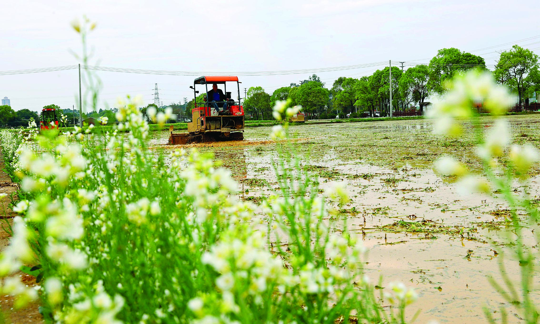     博罗县麻陂镇洪湖村，数台拖拉机在打田。