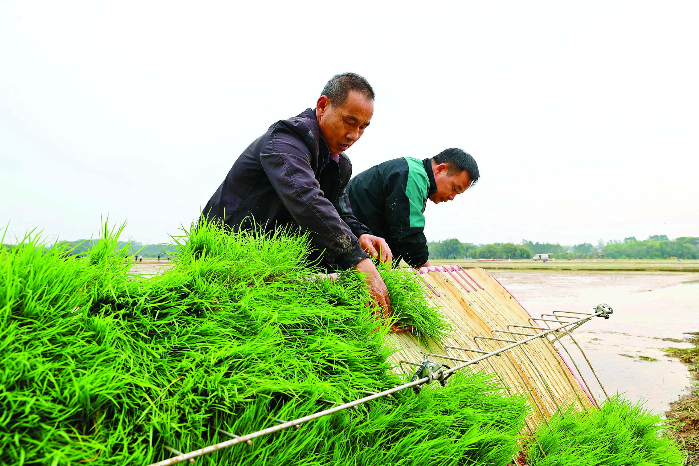     村民为插秧机装上秧苗。