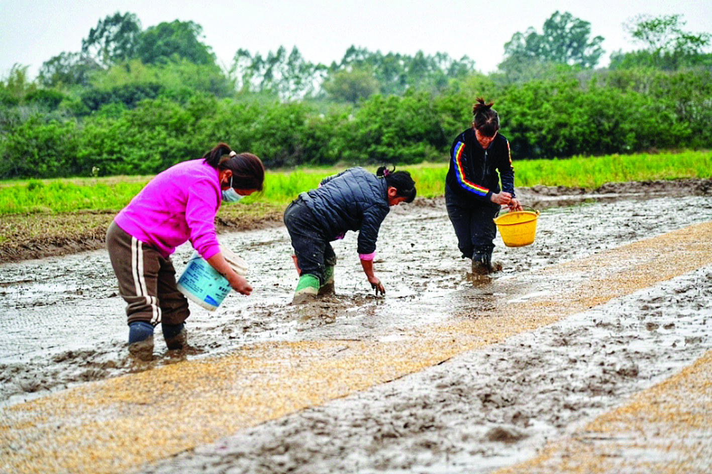     村民弯腰播种。
