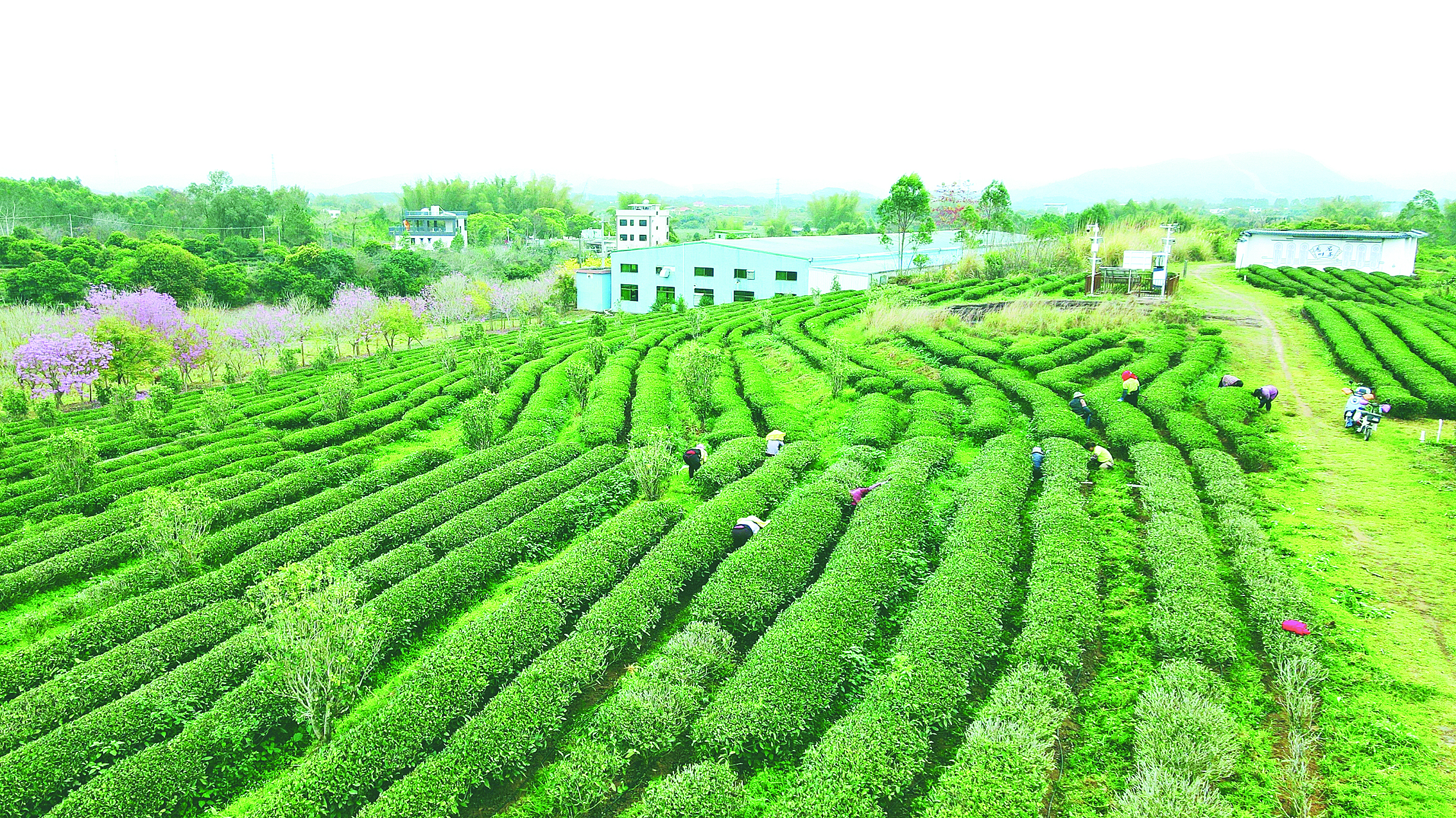     惠东县多祝镇惠州市花海茶园种植茶叶超1000亩。惠州日报记者黄鑫威 摄