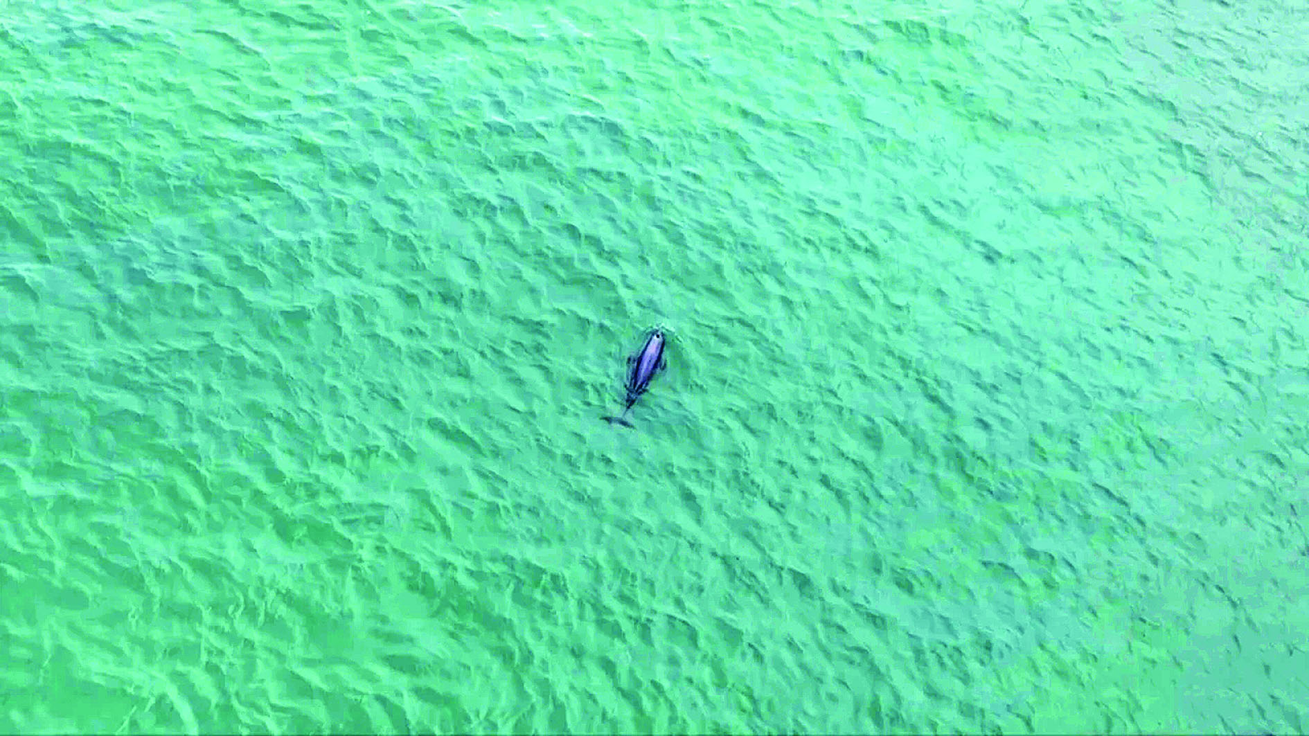     印太江豚。（视频截图）