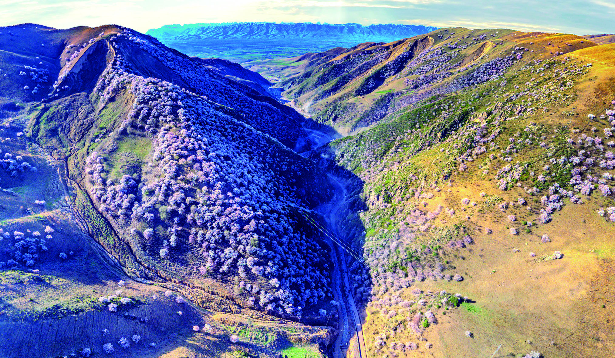     吐尔根杏花沟。