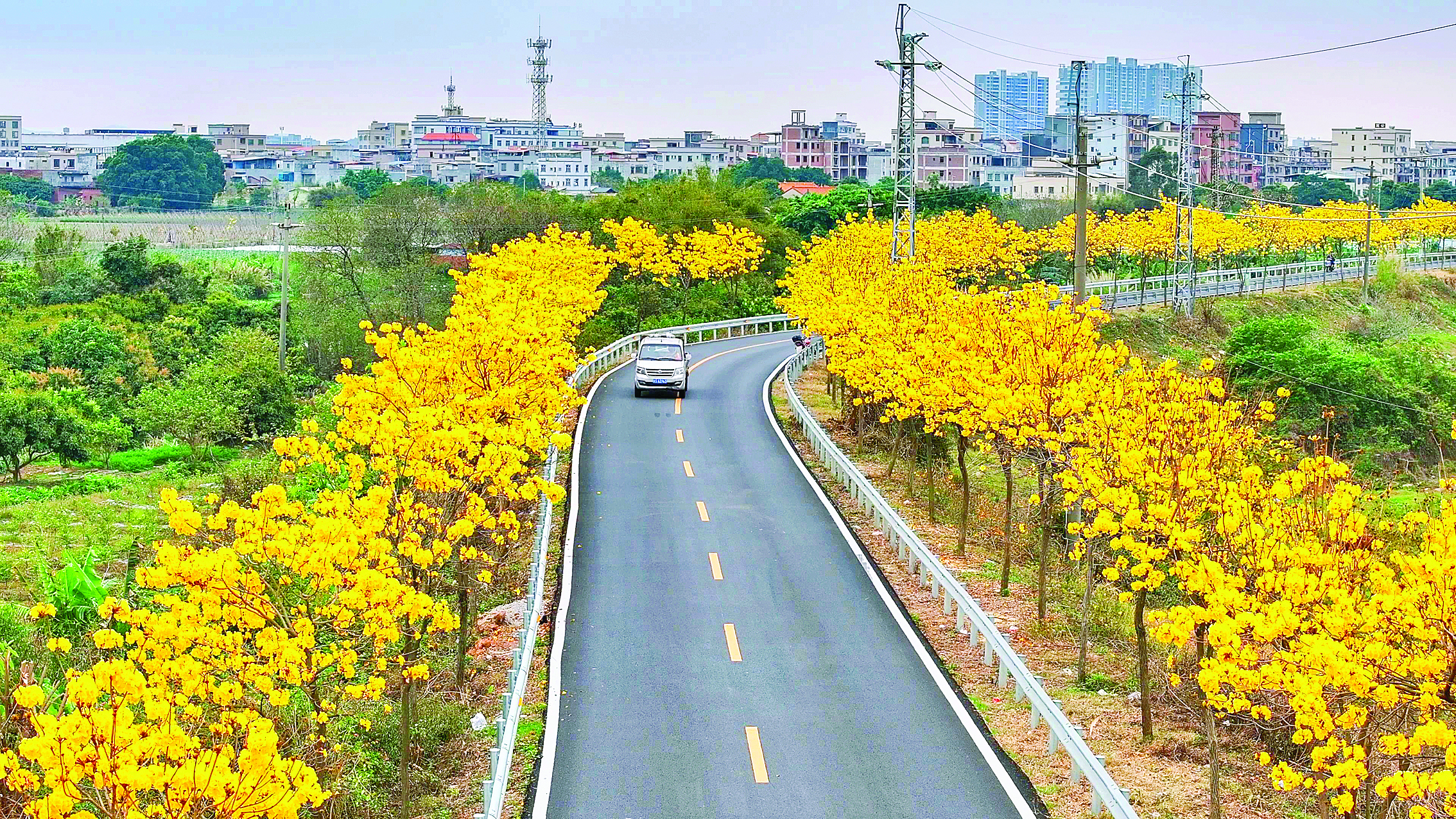     博罗园洲千株黄花风铃木竞相绽放。图片由通讯员园洲宣提供