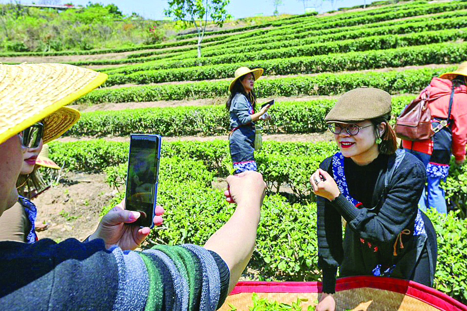     宣传茶园。本组图片 惠州东江图片社供图