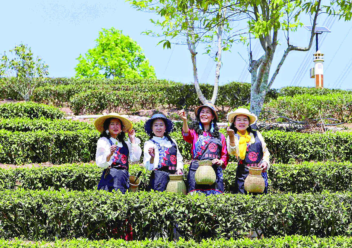     体验采茶乐趣。