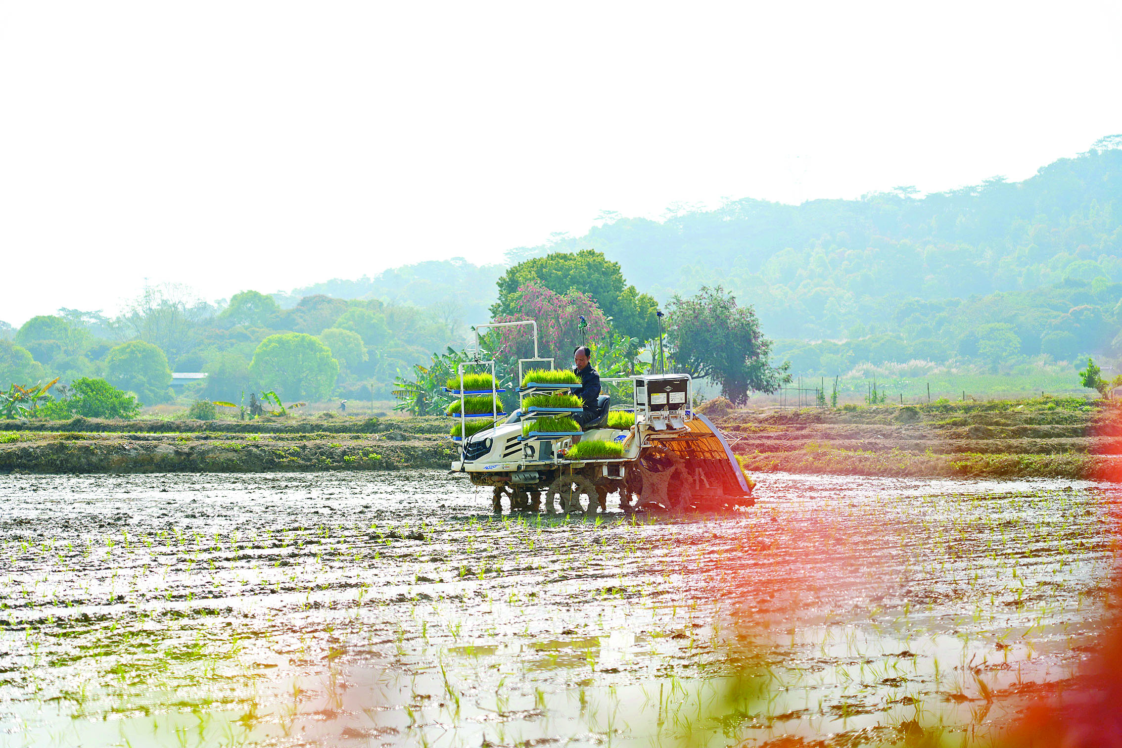     插秧机在田间来回穿梭，大大提升春耕效率。