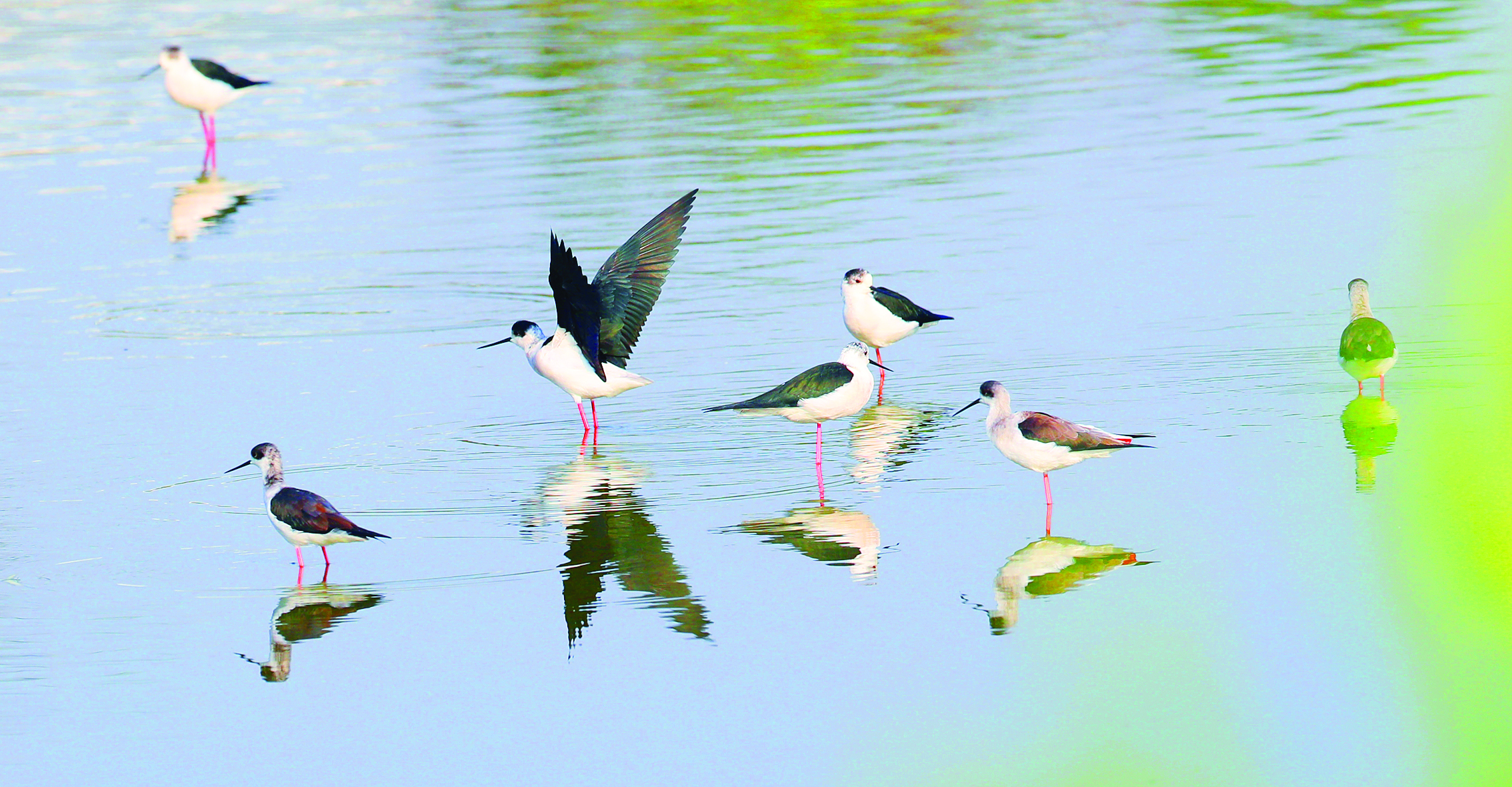 <p>    黑翅长脚鹬身形修长。</p>