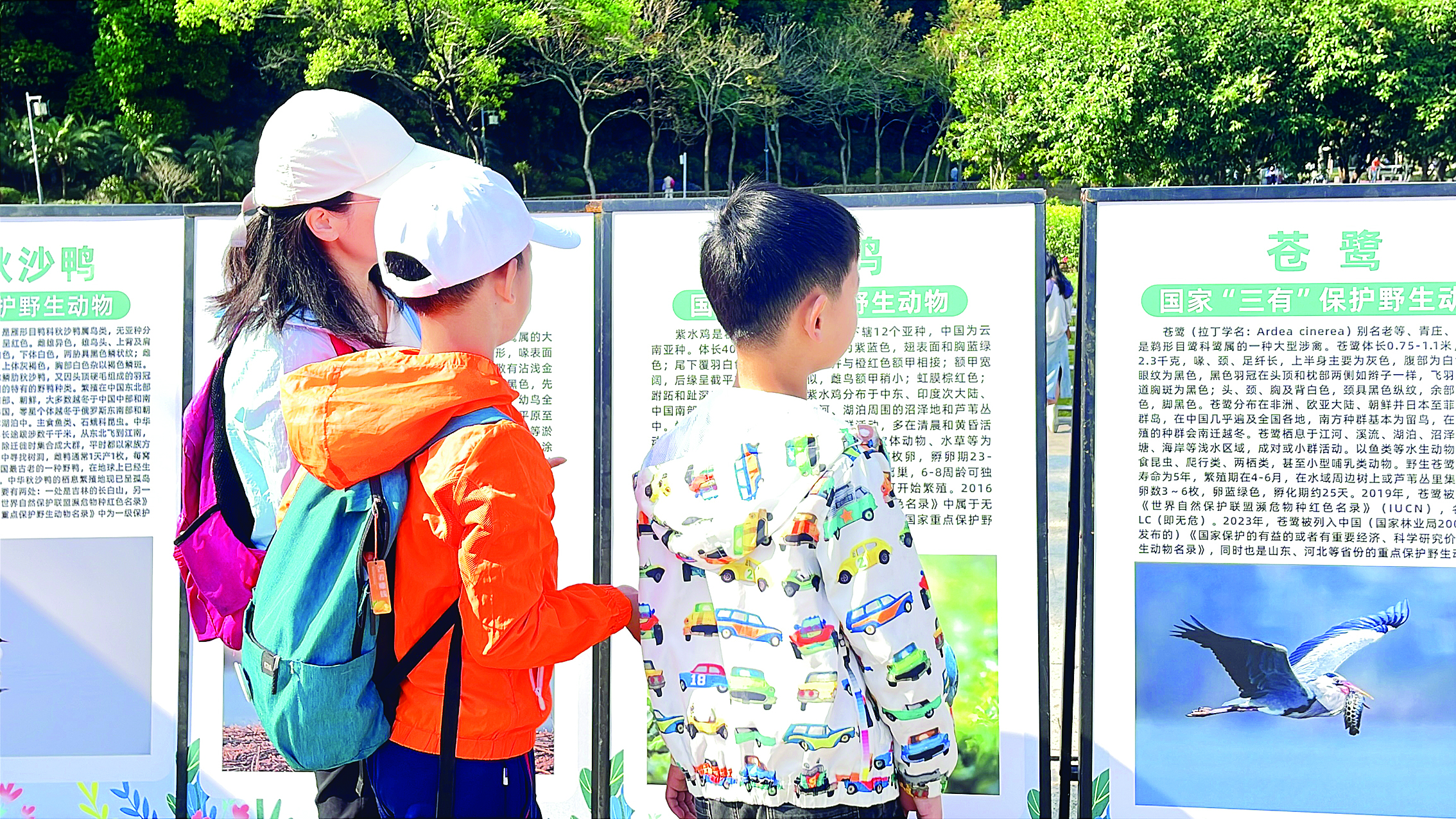 <p>    市民通过展板认识鸟类。</p>