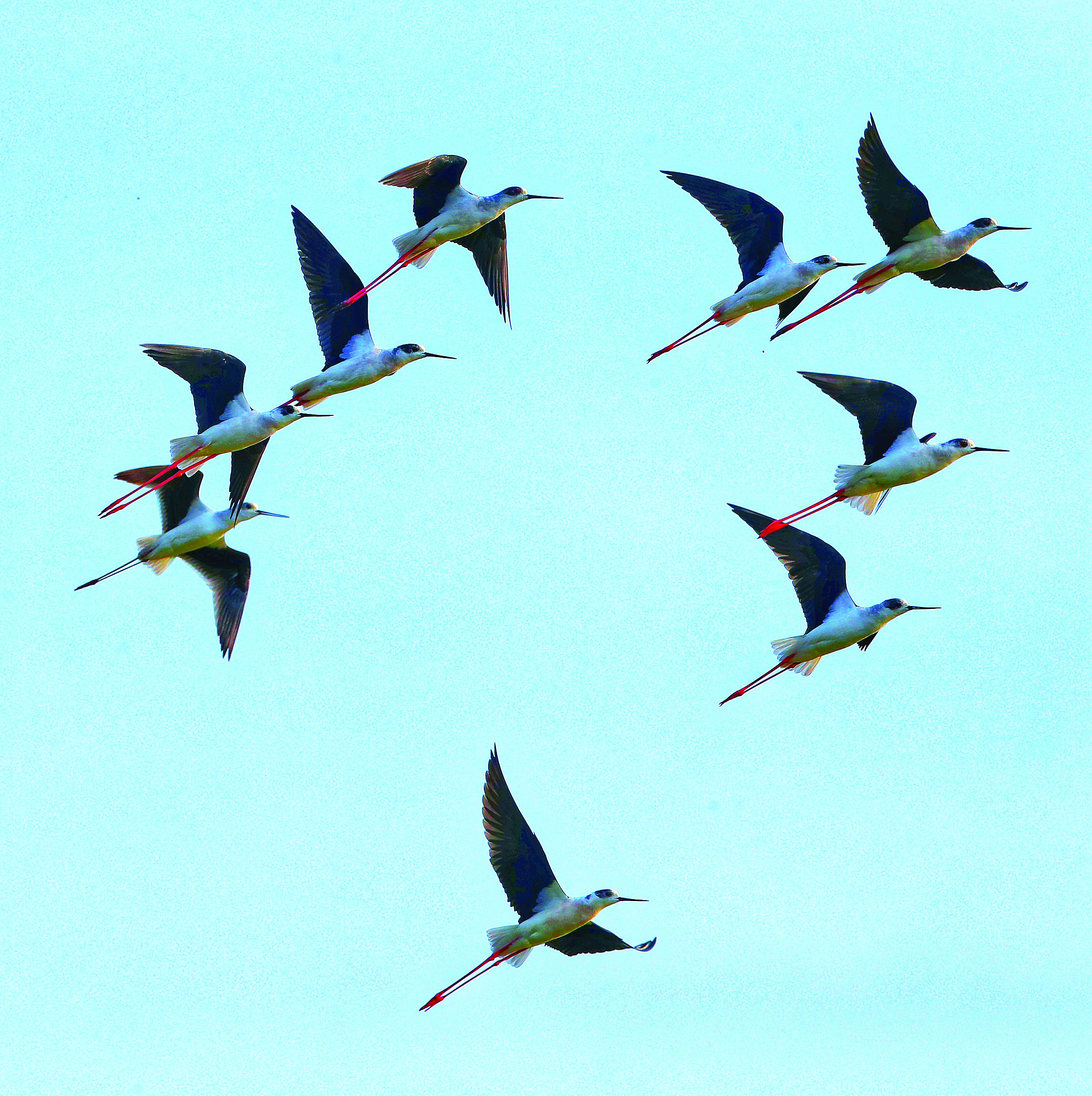 <p>    黑翅长脚鹬在天空中翱翔。</p>