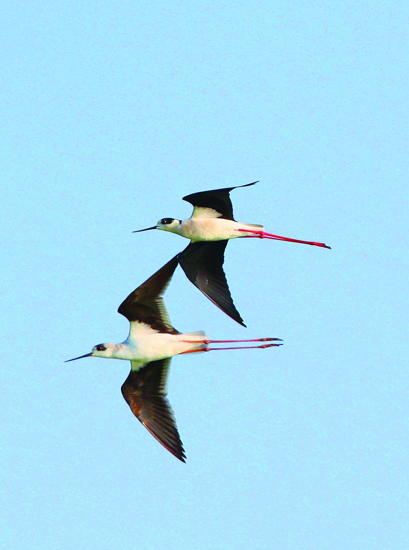 <p>    黑翅长脚鹬展翅高飞。</p>