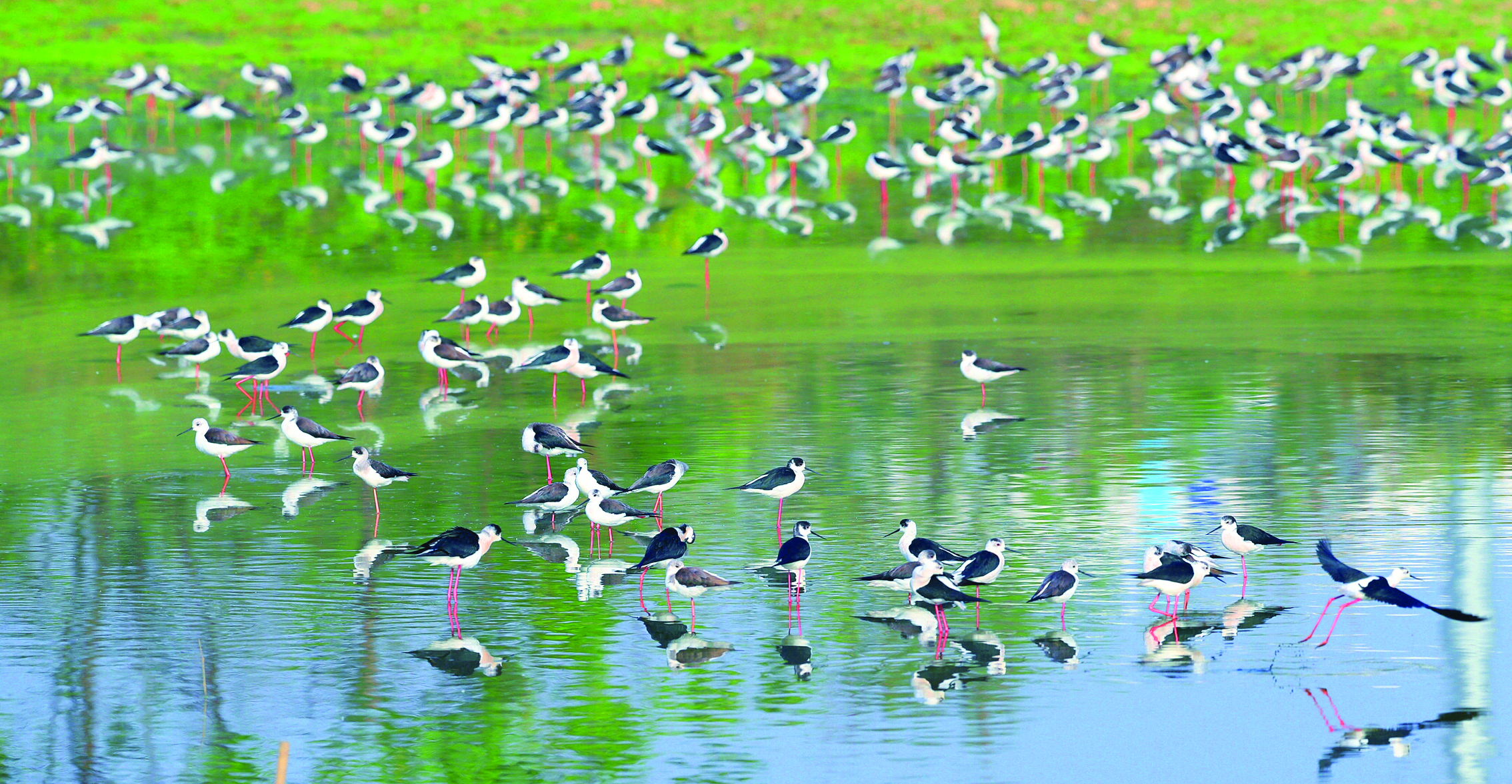 <p>    数百只黑翅长脚鹬聚集在浅滩上，画面充满了自然和谐的氛围。惠州日报记者朱金赞 摄</p>