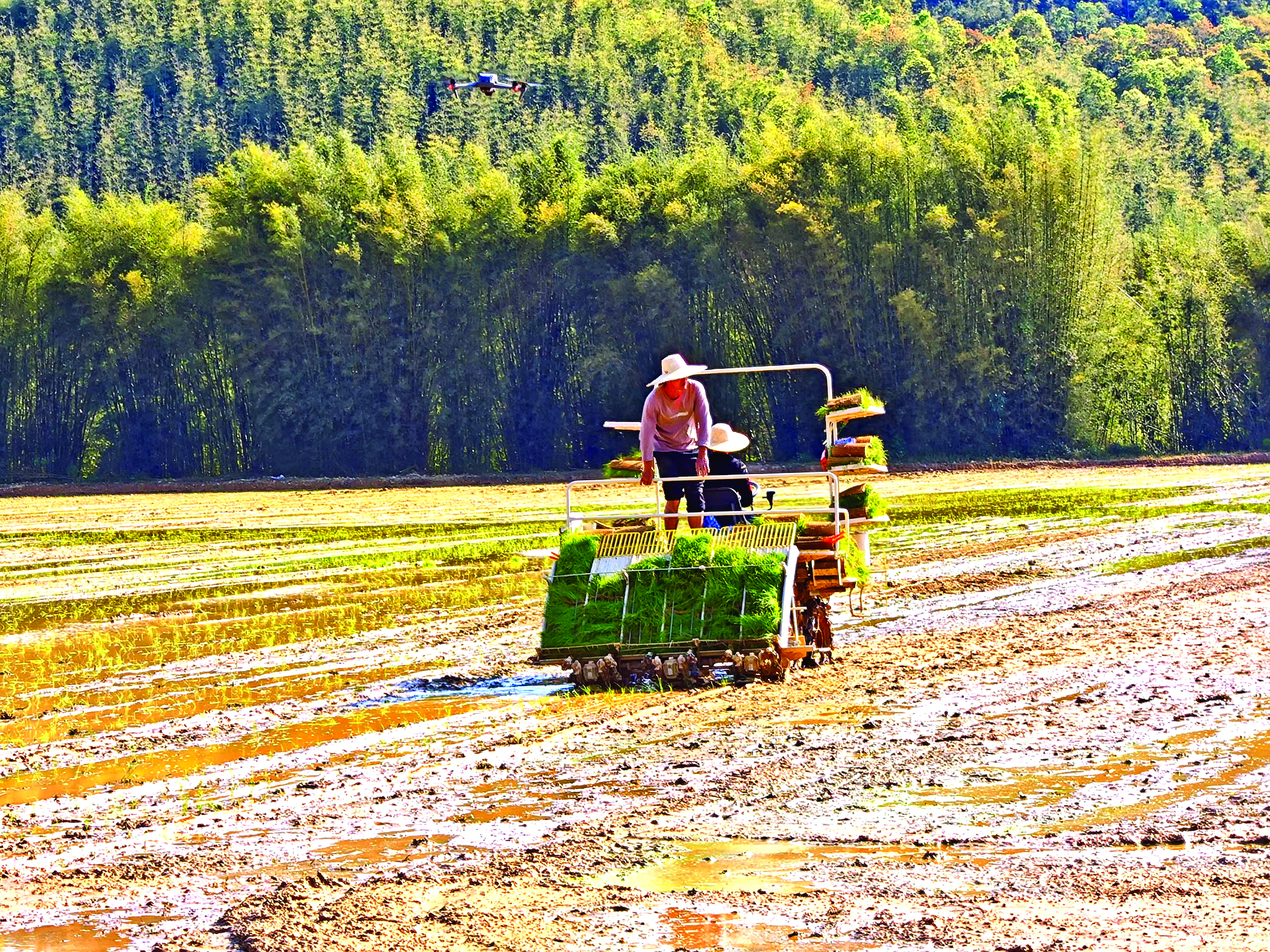     秧苗随机械臂摆动快速植入泥中。