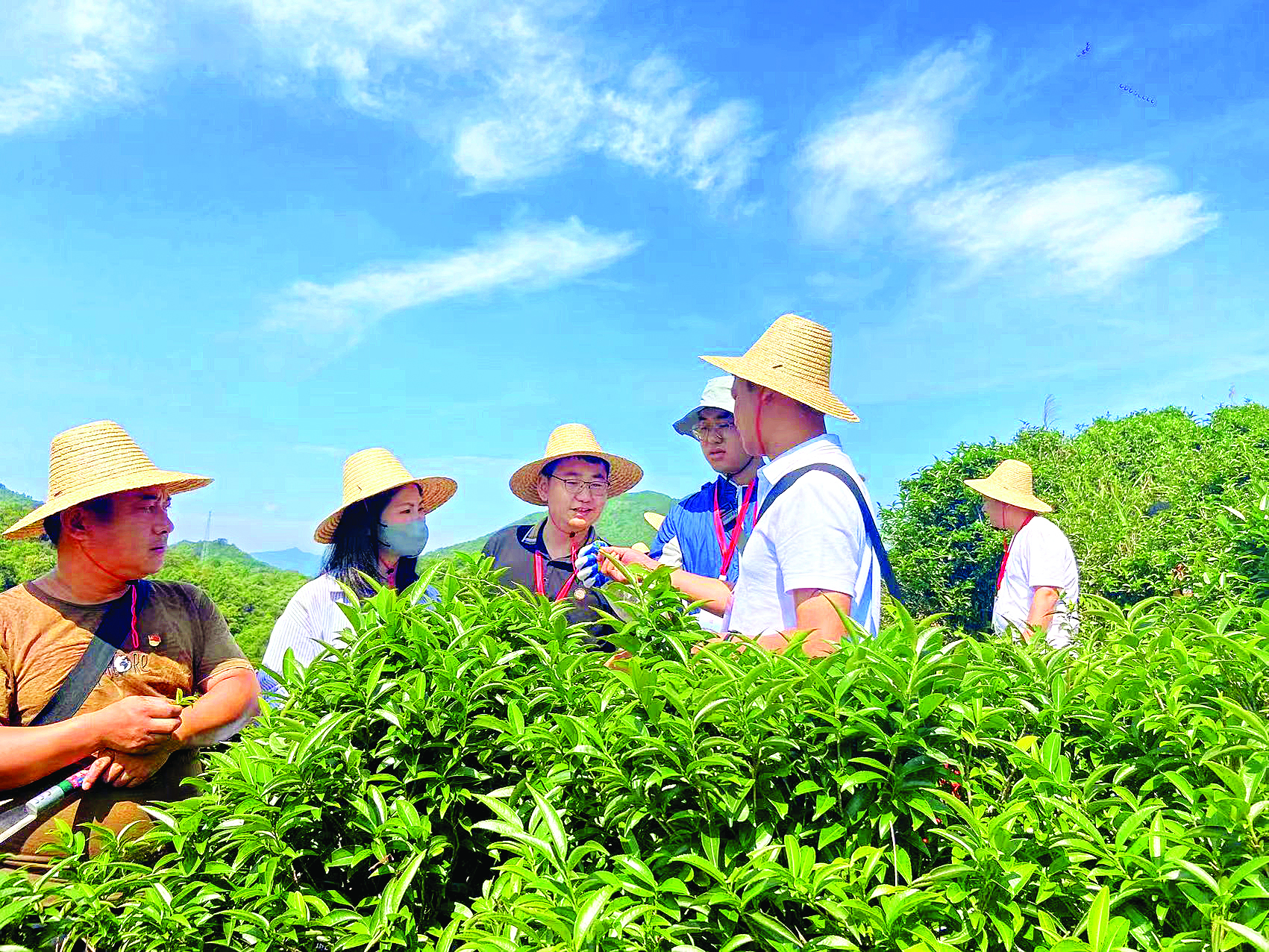     施海杰（左三）和村民调研茶叶种植。图片由驻村干部提供