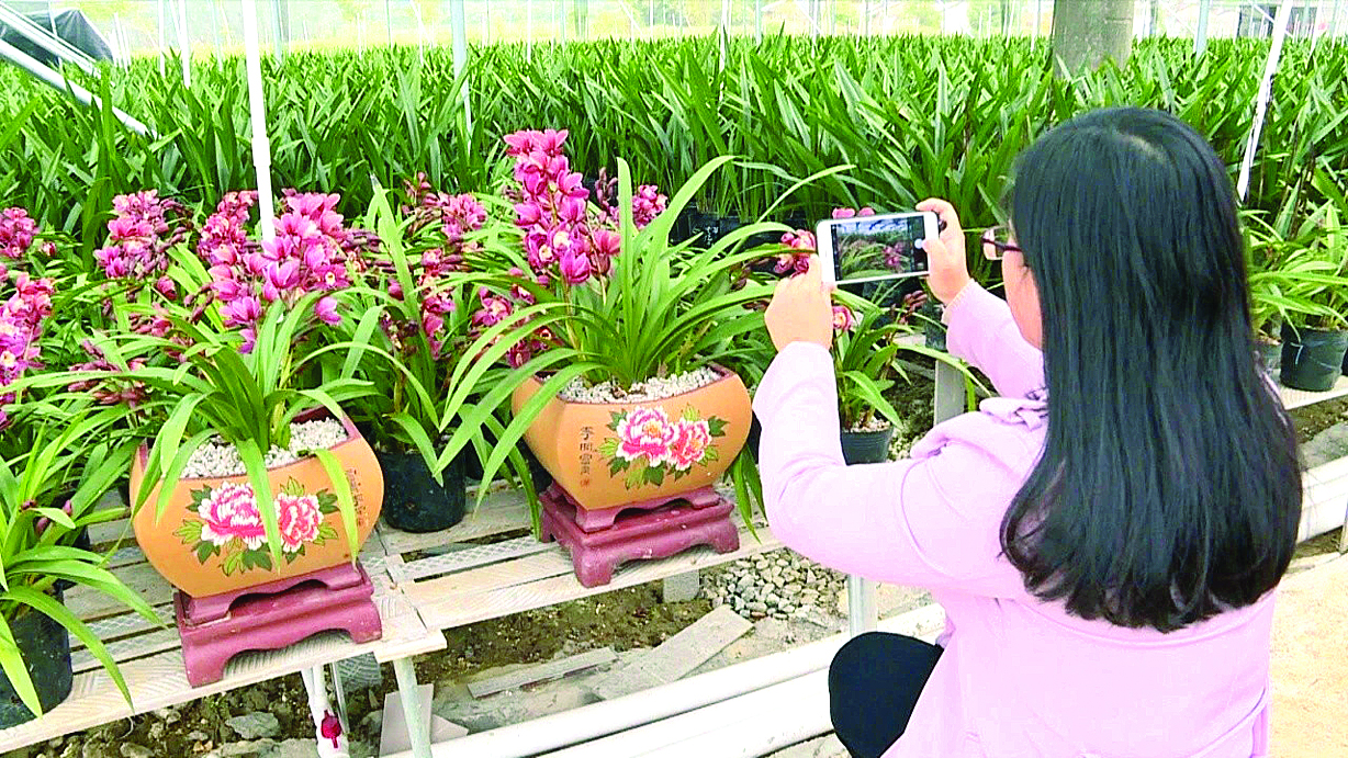     白花镇西山村兰花基地种有多个品种的兰花。    通讯员马观英 张海宏供图