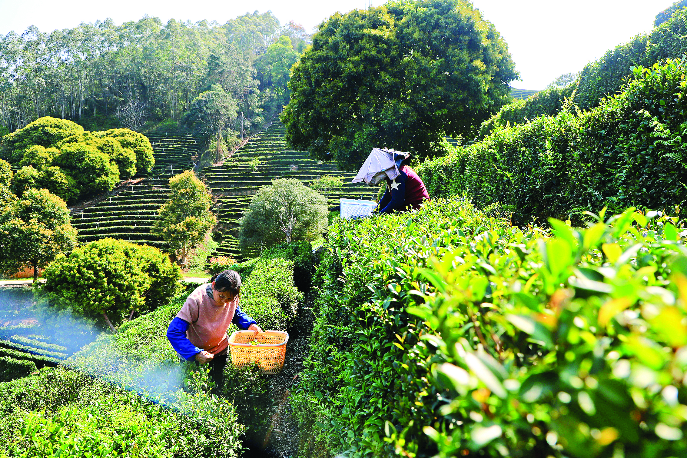     村民在基地采茶实现灵活就业。惠州日报记者李燕文 摄