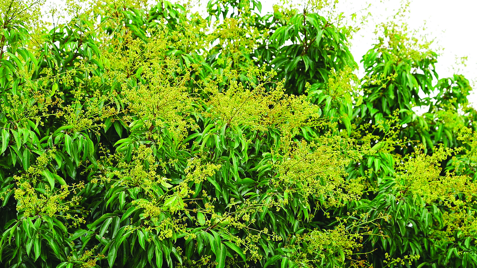     荔枝花满枝头。