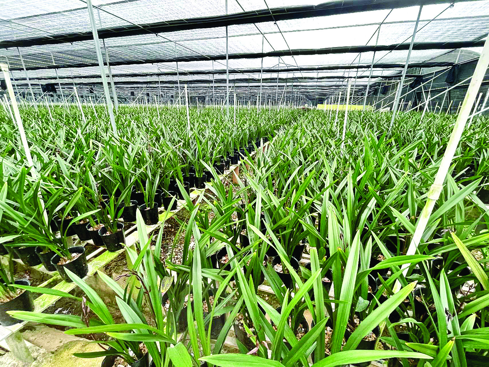     白花镇西山村兰花基地。  通讯员郭晓锋供图