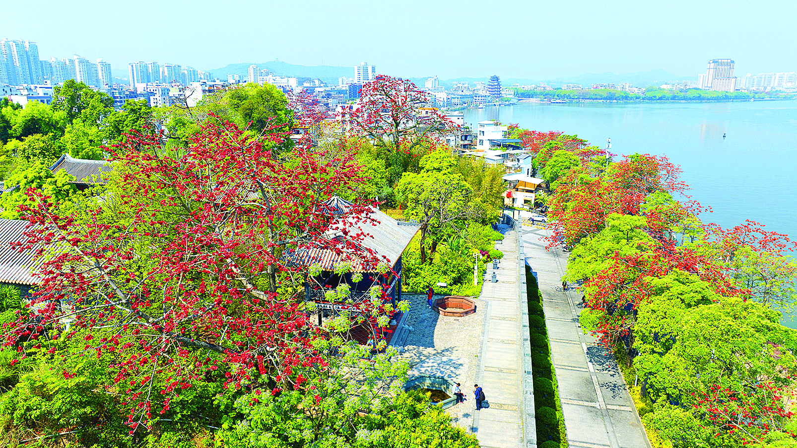     惠州东坡祠的木棉花竞相绽放。                                          惠州东江图片社供图