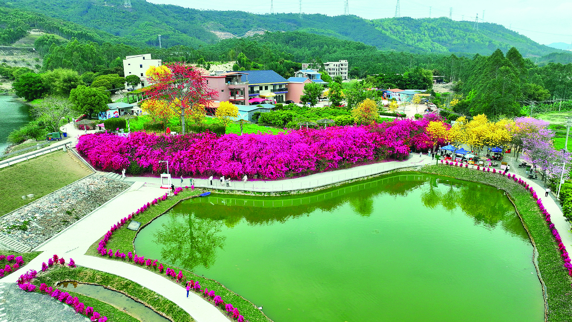     潼湖镇黄屋村近百米长的“三角梅瀑布”艳丽夺目。通讯员黎文通 摄