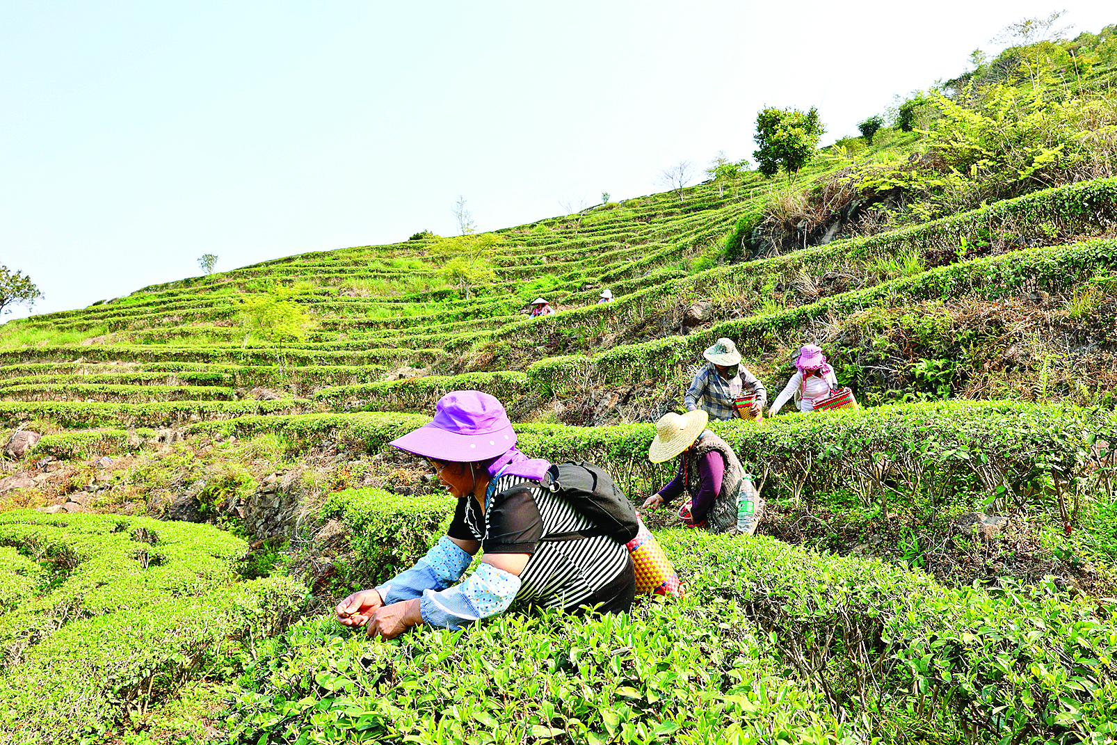     采茶女工们采摘春茶。通讯员陈静 摄