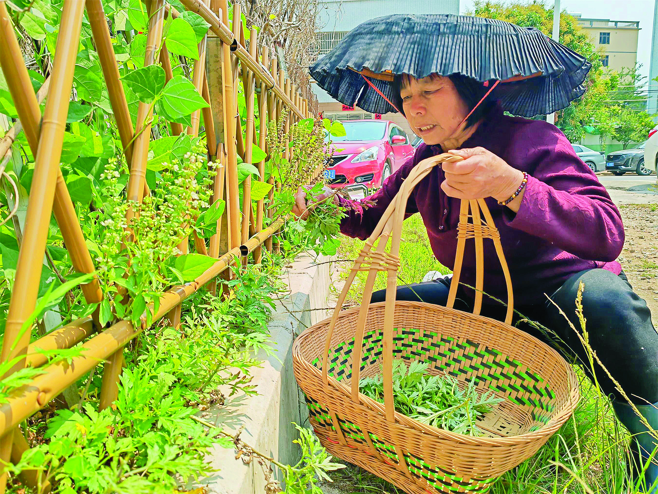     叶友兰采摘新鲜艾叶。