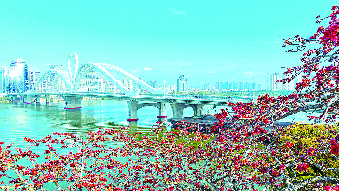     春日暖阳，惠州市区鹅城大桥旁，一棵木棉树热烈绽放。 惠州日报记者李松权 摄