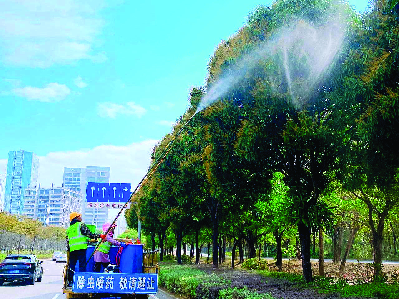     养护工人喷洒药物加速绿化芒落花败育。图片由惠州市市政园林事务中心提供