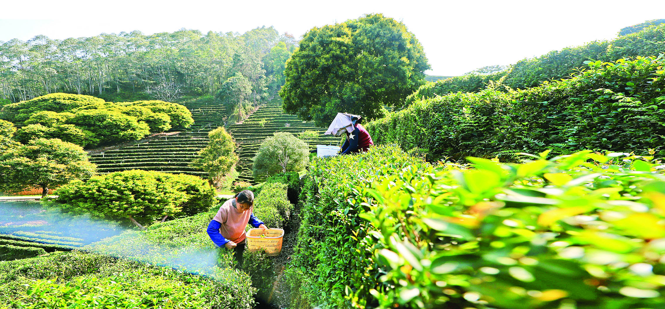     湖镇镇石芽坝片区茶农在采茶。