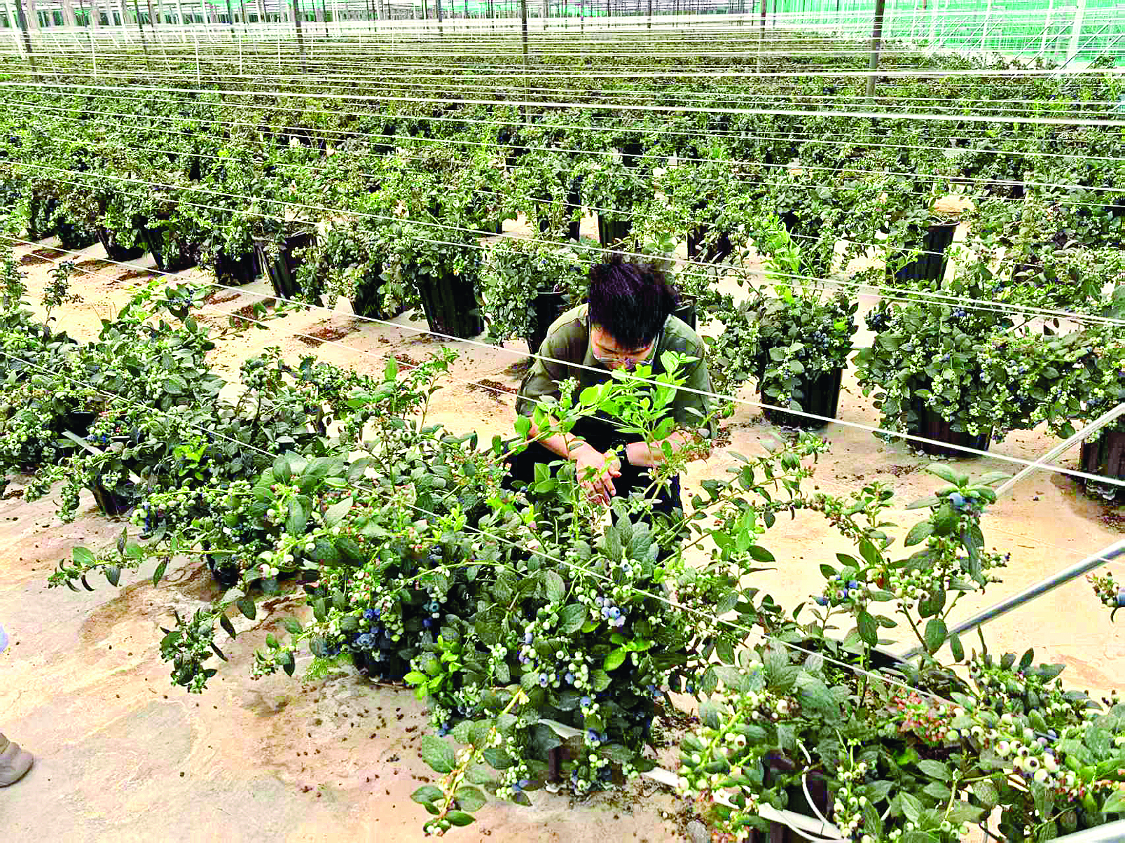     市民在采摘蓝莓。