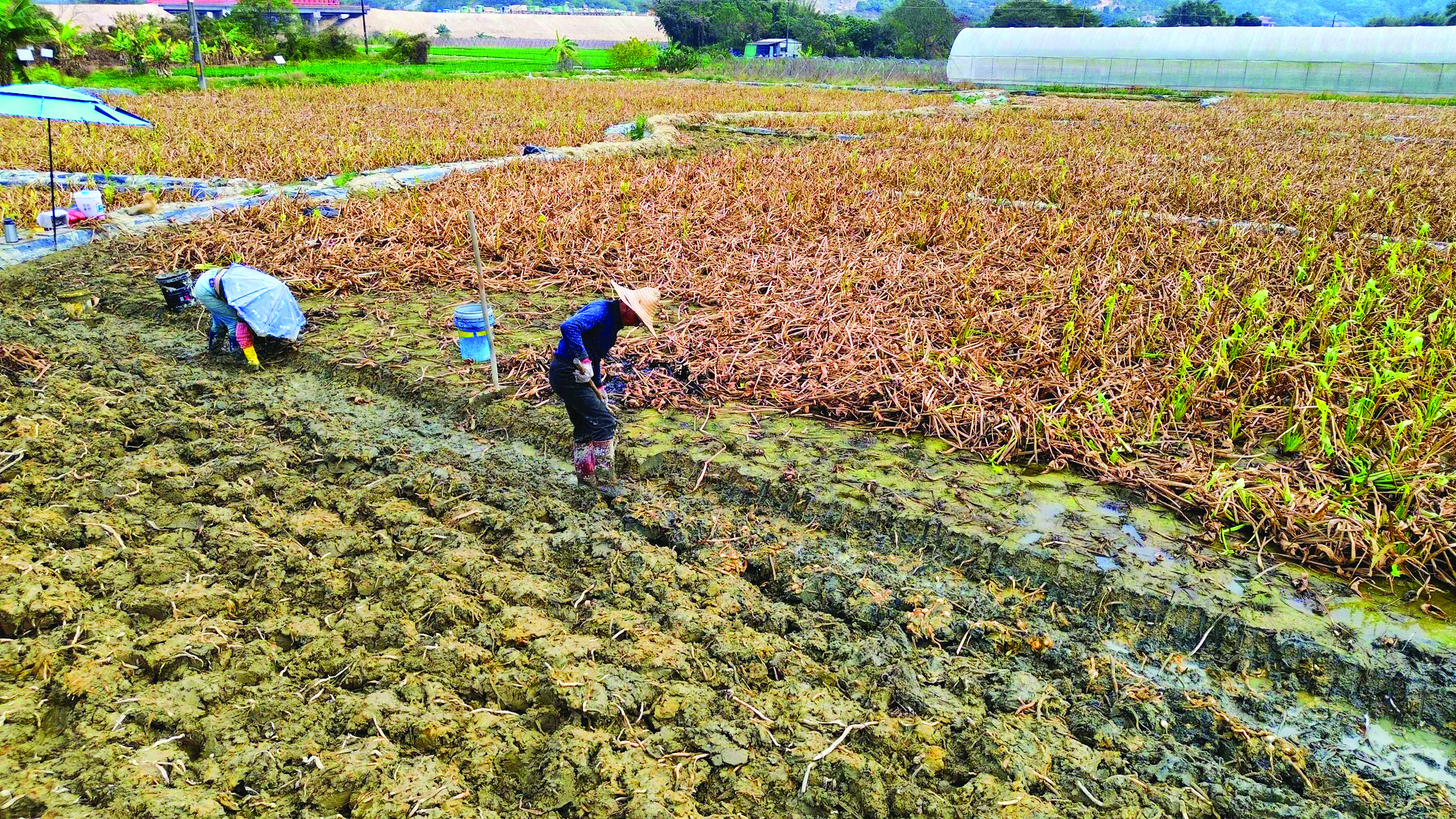     采收季，村民在田里采挖慈姑。惠州日报记者许文昌 摄