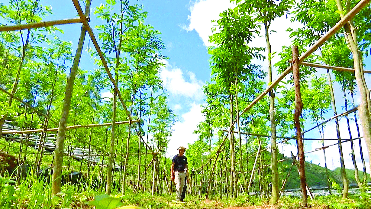     郁郁葱葱的绿棋楠林。