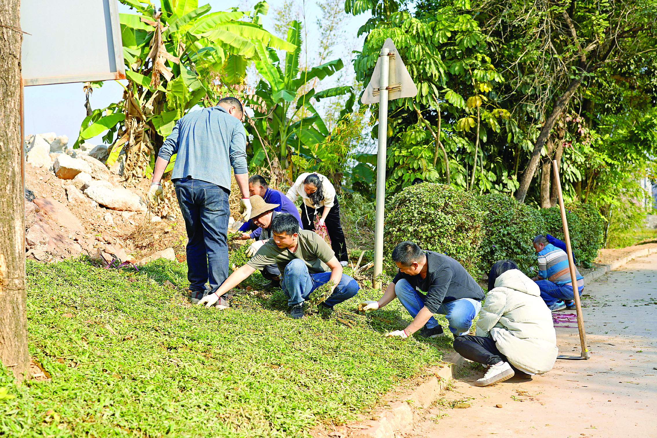     党员干部带领村民共同铺设草皮。