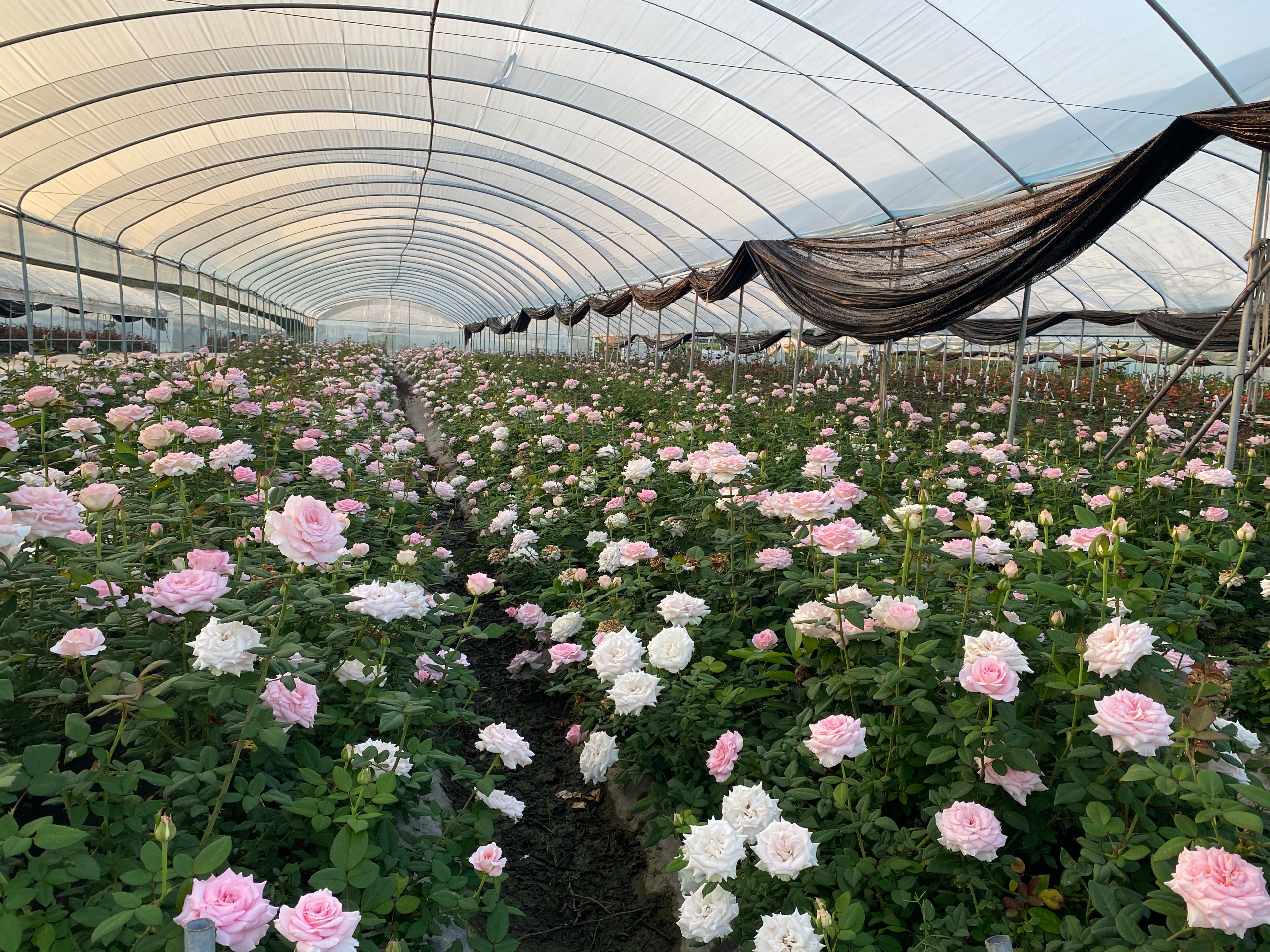 <p>    壹米玫瑰园大棚种植的玫瑰香气浓郁。    本版图片（除署名外） 惠州日报记者黄桃 谢宝树 陈春惠 摄</p>