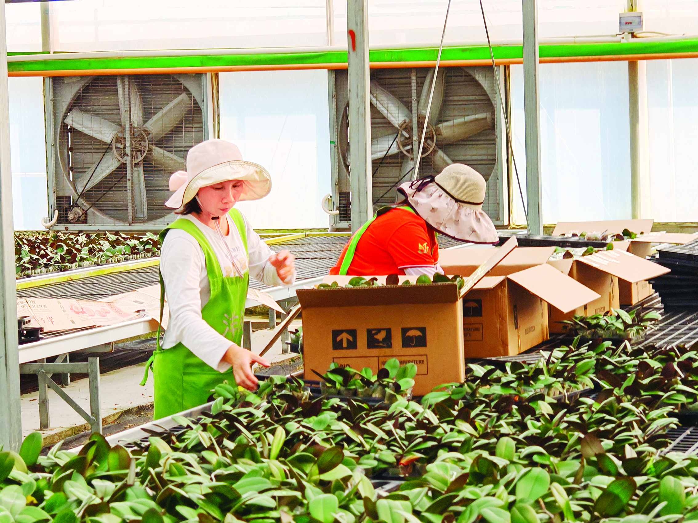 <p>    博罗县杨村镇洋和花卉基地，工人正把兰花苗打包装箱。</p>