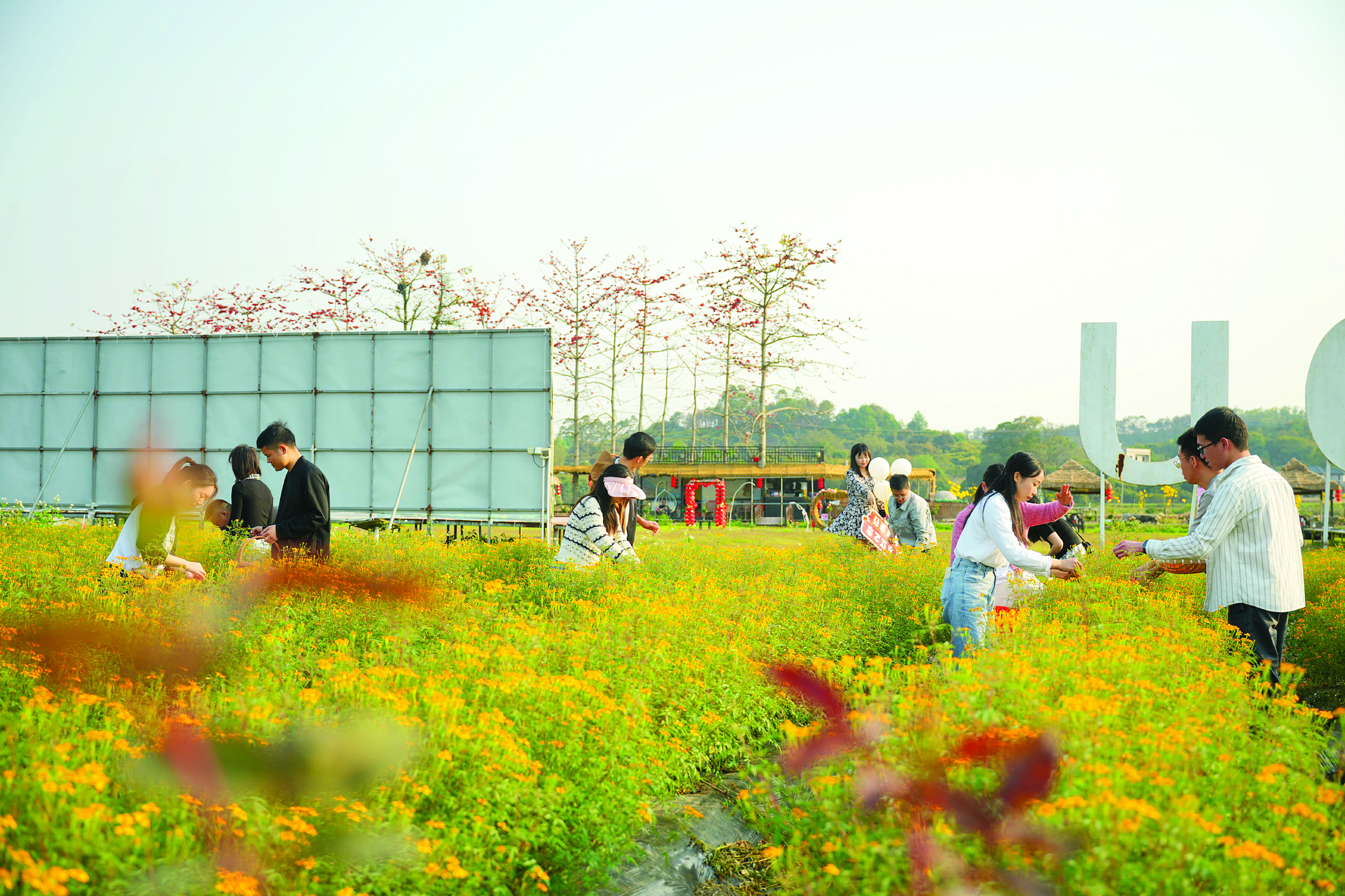 <p>    市民游客在惠东县大岭镇白沙布村的壹米玫瑰园体验鲜花采摘。惠州日报记者周楠 摄</p>