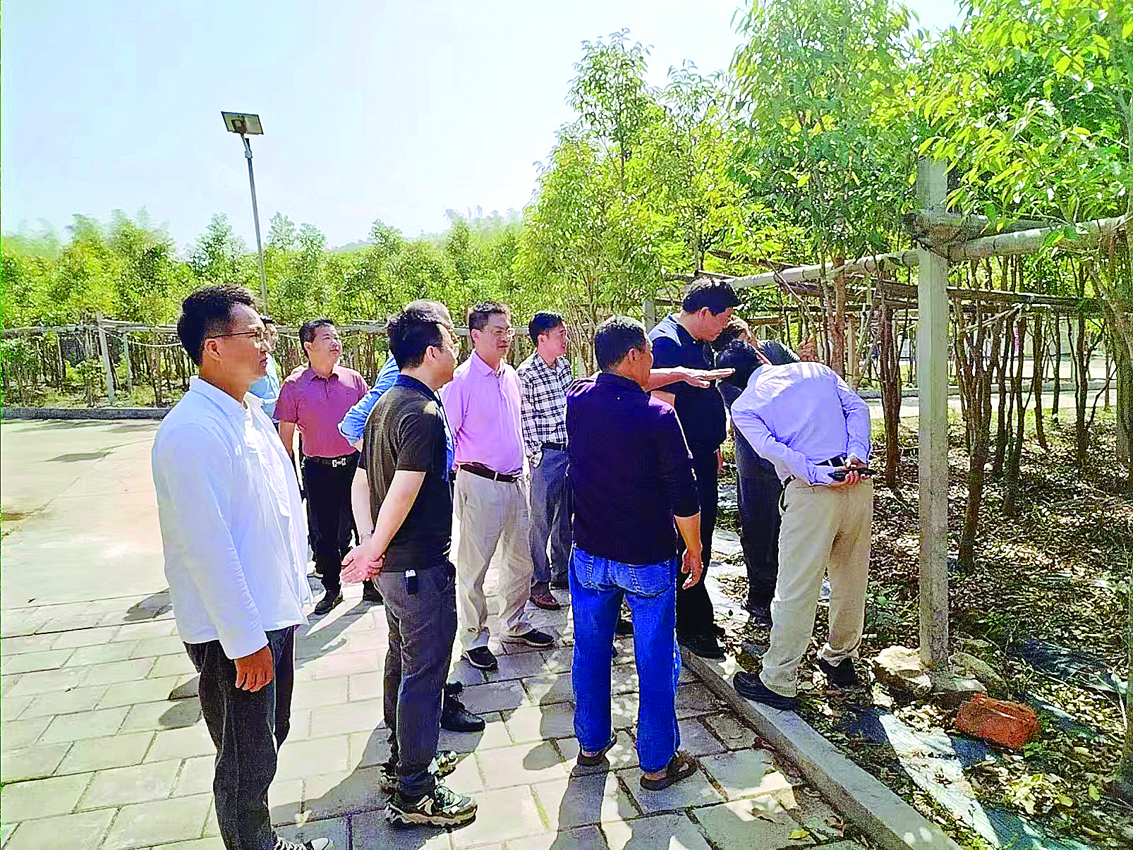     茶叶、沉香组人大代表实地调研绿棋楠沉香生长情况。 惠东人大供图