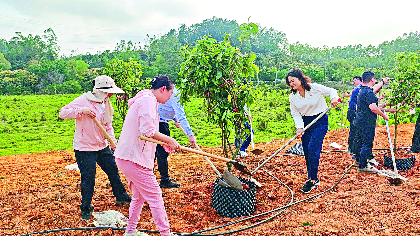     工作人员为绿美果园栽下第一批黄晶果苗。惠州日报记者卢泓宇 摄
